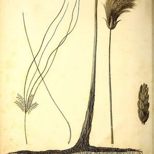 Meet your Posher, Bess